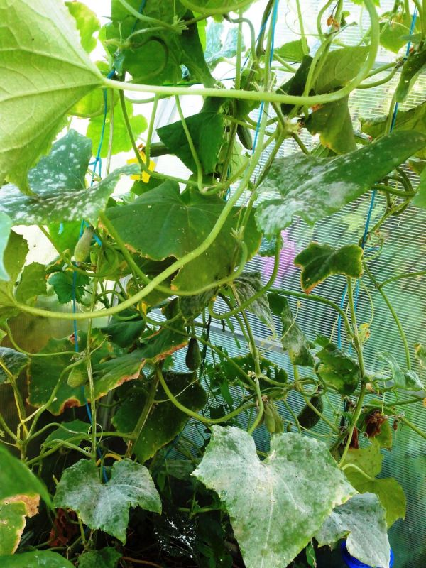 Секрет успешной борьбы с мучнистой росой: проверенное средство для огурцов!