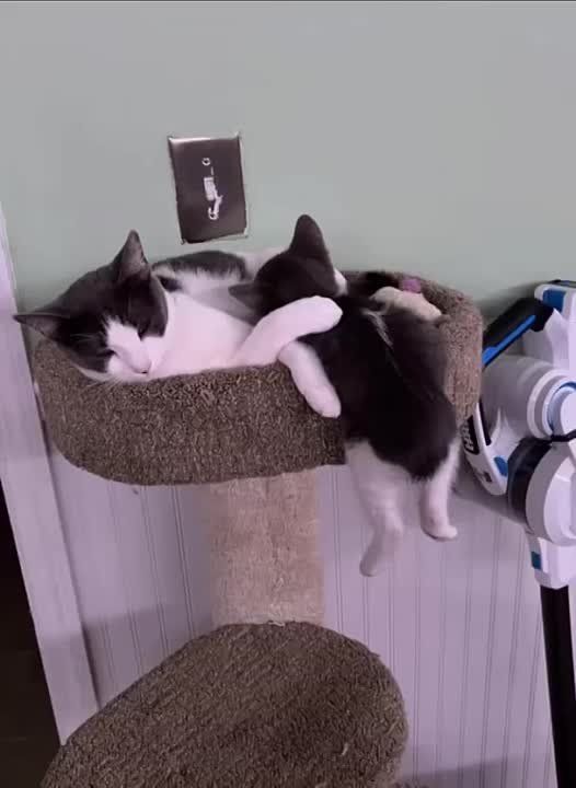   .  !     : Telegram | MAX