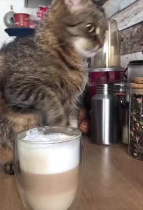    .     : Telegram | MAX