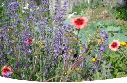 Пряные травы: красота и аромат в вашем ландшафтном дизайне