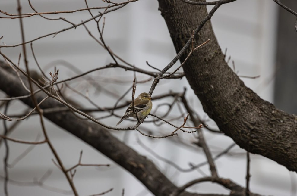 Нижегородцы останутся без снега в первую неделю календарной зимы из-за аномально теплой погоды