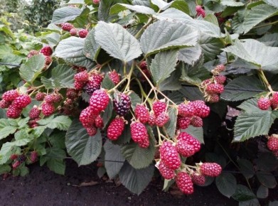 Как выбрать лучшую ежевику: свежие советы и новинки сортов