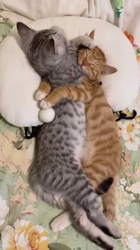   .  !  !     : Telegram | MAX