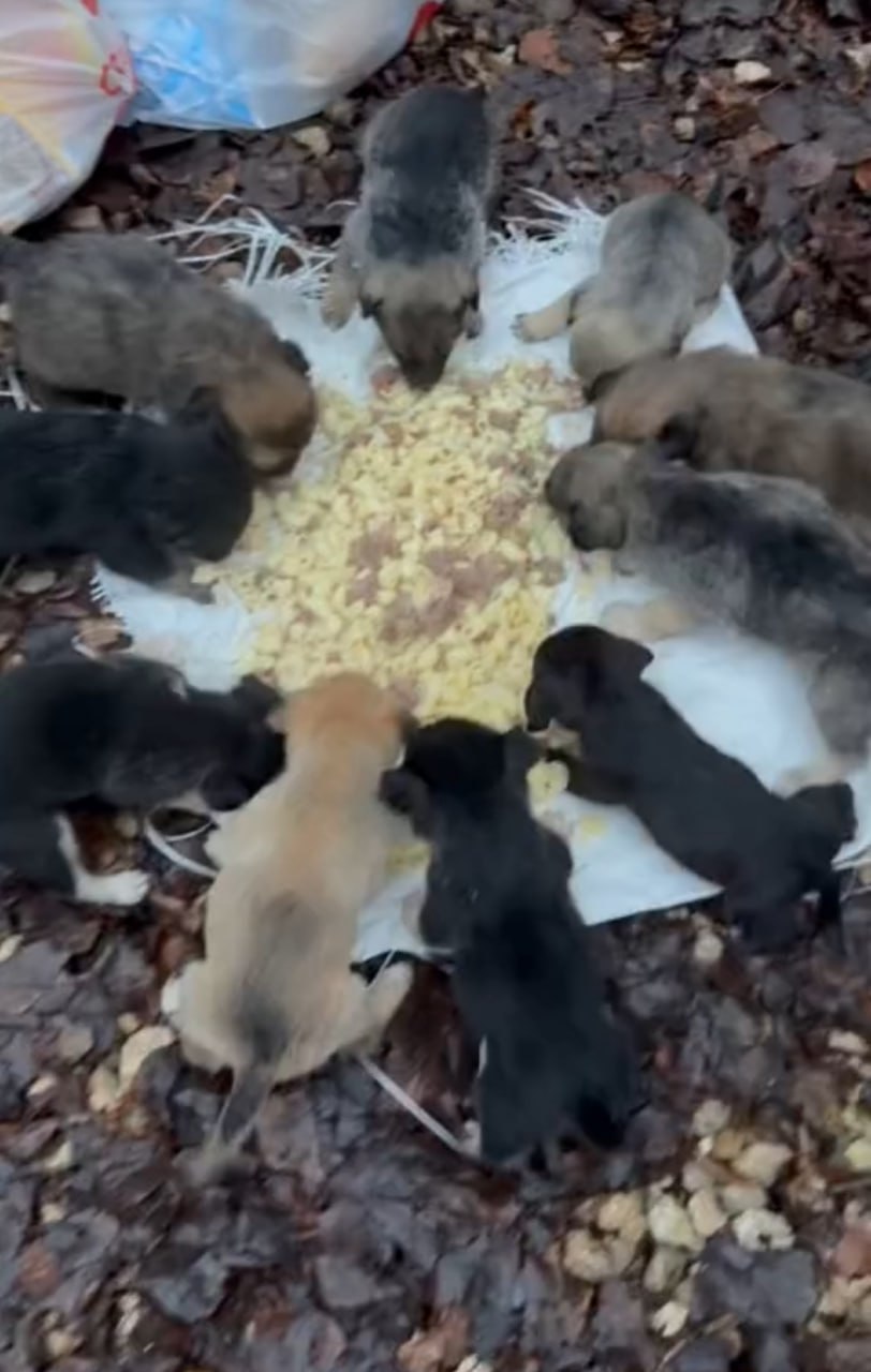 В Балахнинском округе неизвестные вывезли 10 щенков в лес и бросили там В Балахнинском округе неизвестные вывезли 10 щенков в лес и бросили там