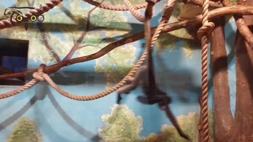 Чики и Шнюк. В нижегородском зоопарке выбрали имена паукообразным обезьянам