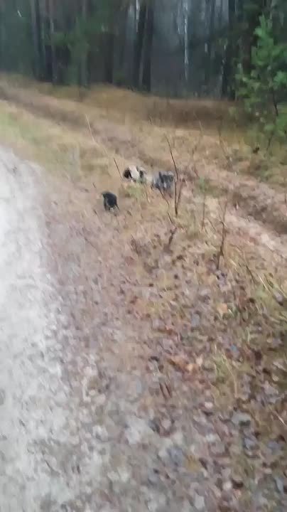 В Балахнинском округе неизвестные вывезли 10 щенков в лес и бросили там