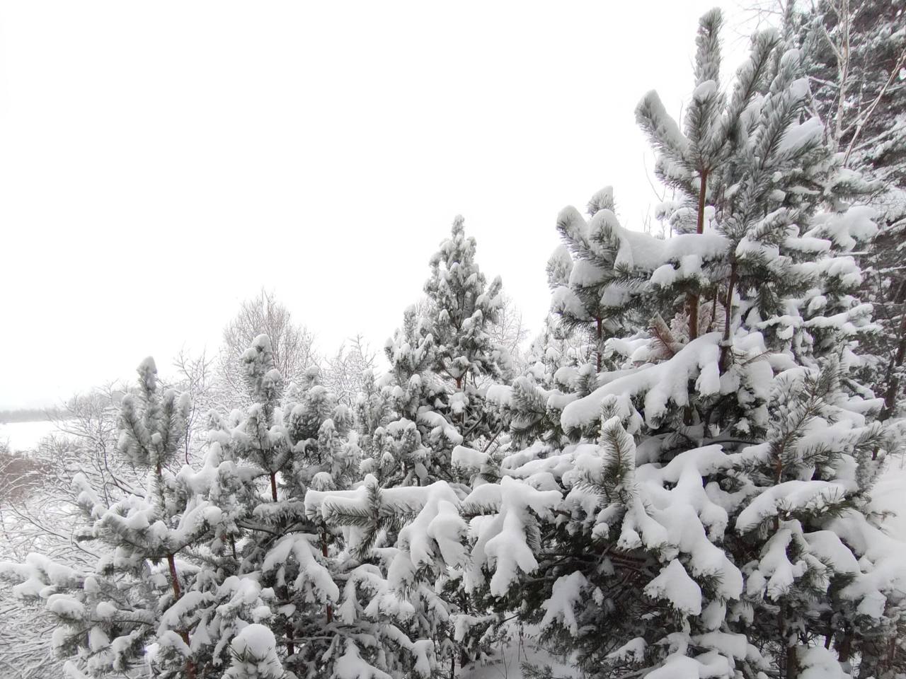 До 31 декабря в нижегородских лесах будет действовать режим усиленного контроля