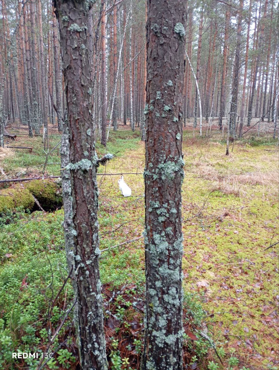 Снега нет, но зайцы-беляки в Керженском заповеднике уже сменили шубку на зимнюю, белую