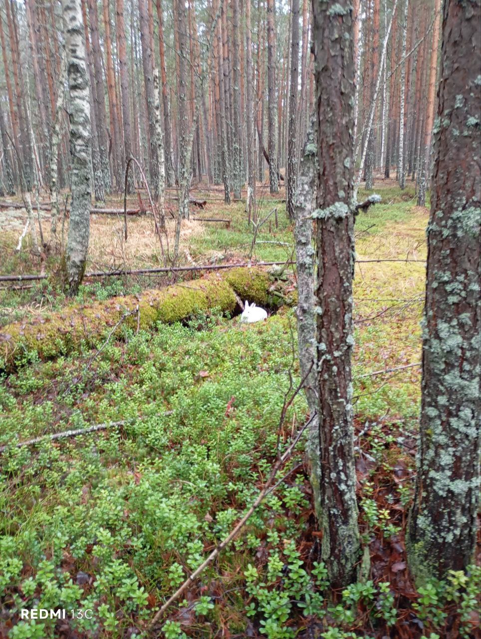 Снега нет, но зайцы-беляки в Керженском заповеднике уже сменили шубку на зимнюю, белую Снега нет, но зайцы-беляки в Керженском заповеднике уже сменили шубку на зимнюю, белую