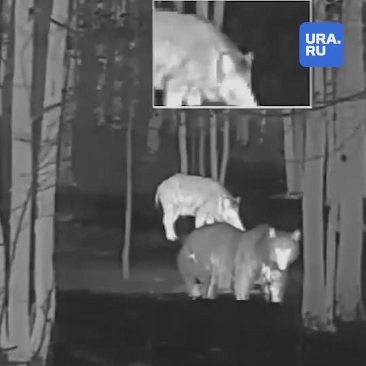 Когда захотели поесть ночью, а у холодильника уже очередь