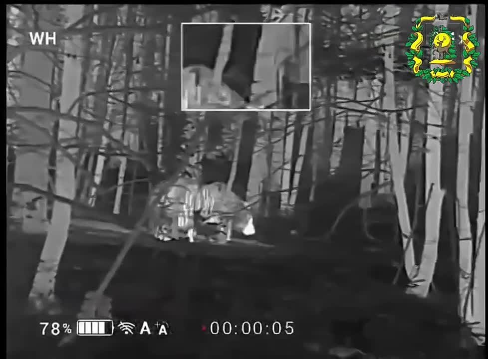 В Лысковском округе госохотинспекторы с помощью тепловизора заметили ночную встречу медведя с кабанами