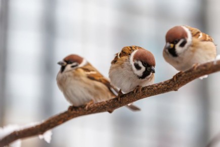 Похолодание ждет нижегородцев только в конце этой недели