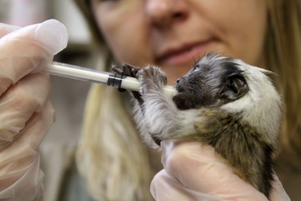 В нижегородском «Лимпопо» спасли детеныша эдипова тамарина