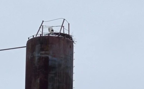 Аист из Перевоза снова остался на зимовку в Нижегородской области