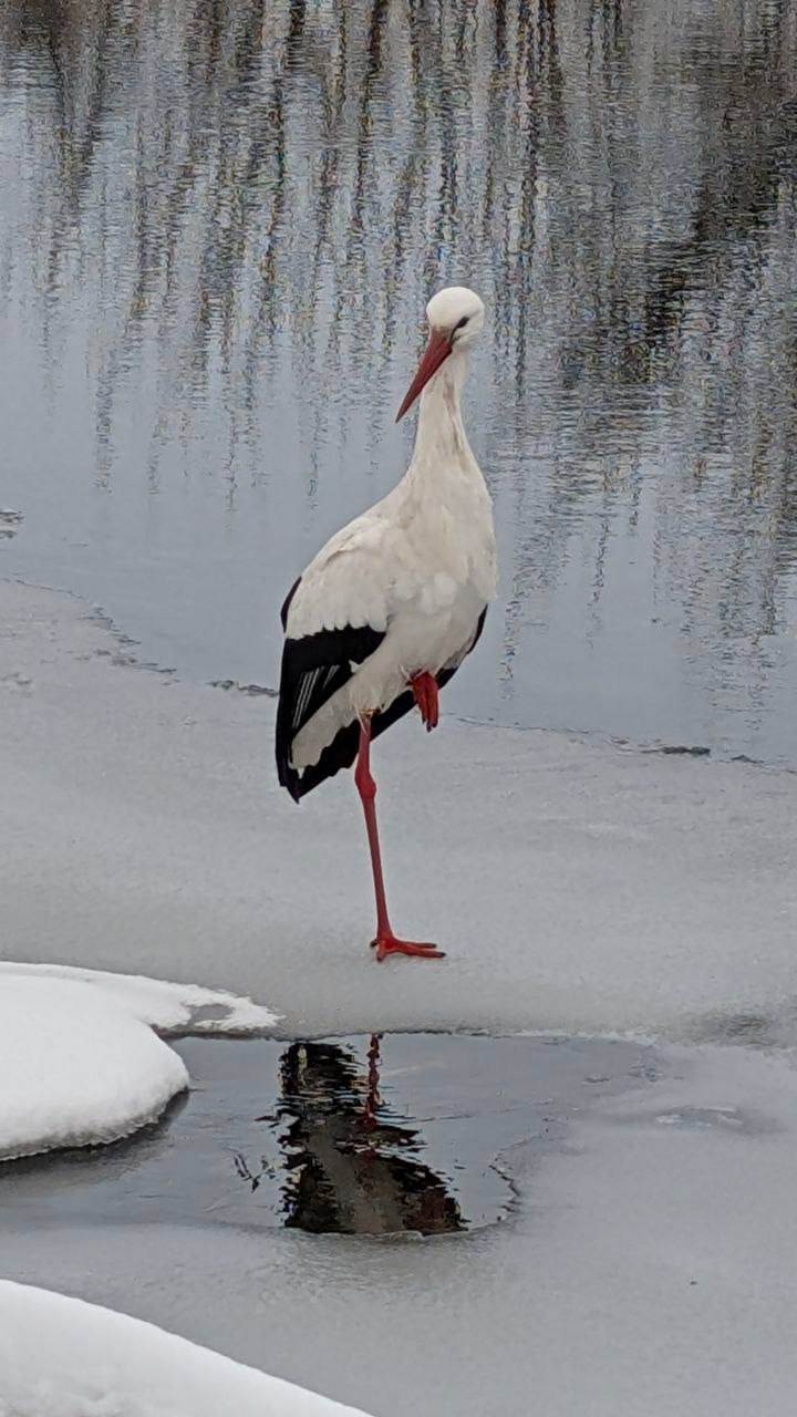 Аист из Перевоза снова остался на зимовку в Нижегородской области Аист из Перевоза снова остался на зимовку в Нижегородской области
