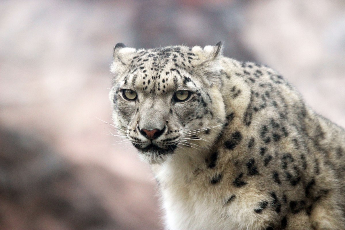 Озвучены даты проведения «Рождественской фиесты» в Нижнем Новгороде