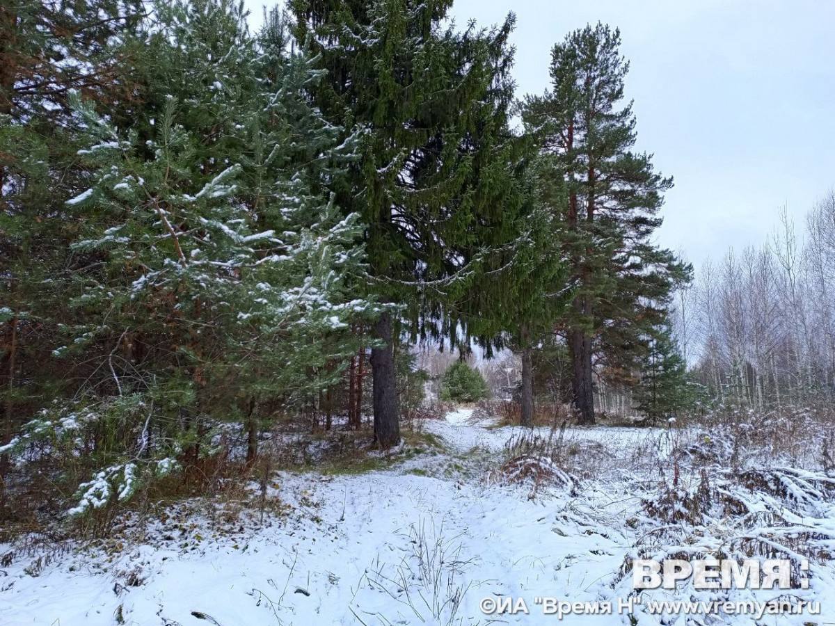 Бастрыкин затребовал доклад по факту незаконной вырубки леса на Бору