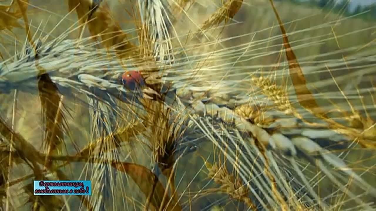 13 декабря (в 2025 году) в России отмечается День вертолетчика