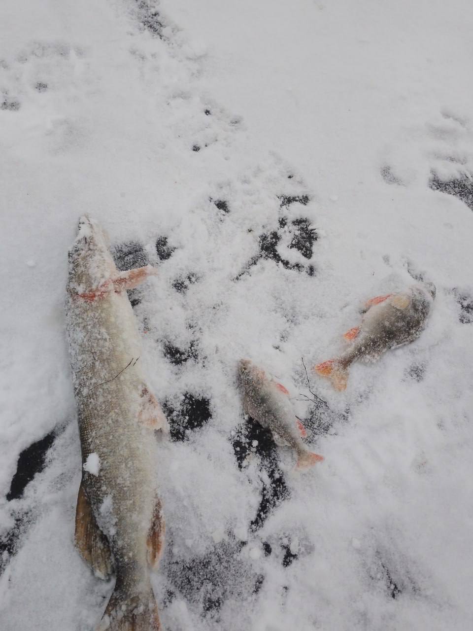Некоторые рыбаки уже вышли на первую зимнюю рыбалку — и это смертельно опасно Некоторые рыбаки уже вышли на первую зимнюю рыбалку — и это смертельно опасно