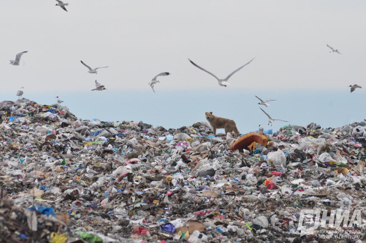 Девять крупных свалок ликвидировали в Нижнем Новгороде в 2025 году