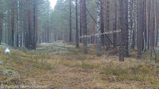 Куница попыталась поймать зайца в лесу Керженского заповедника