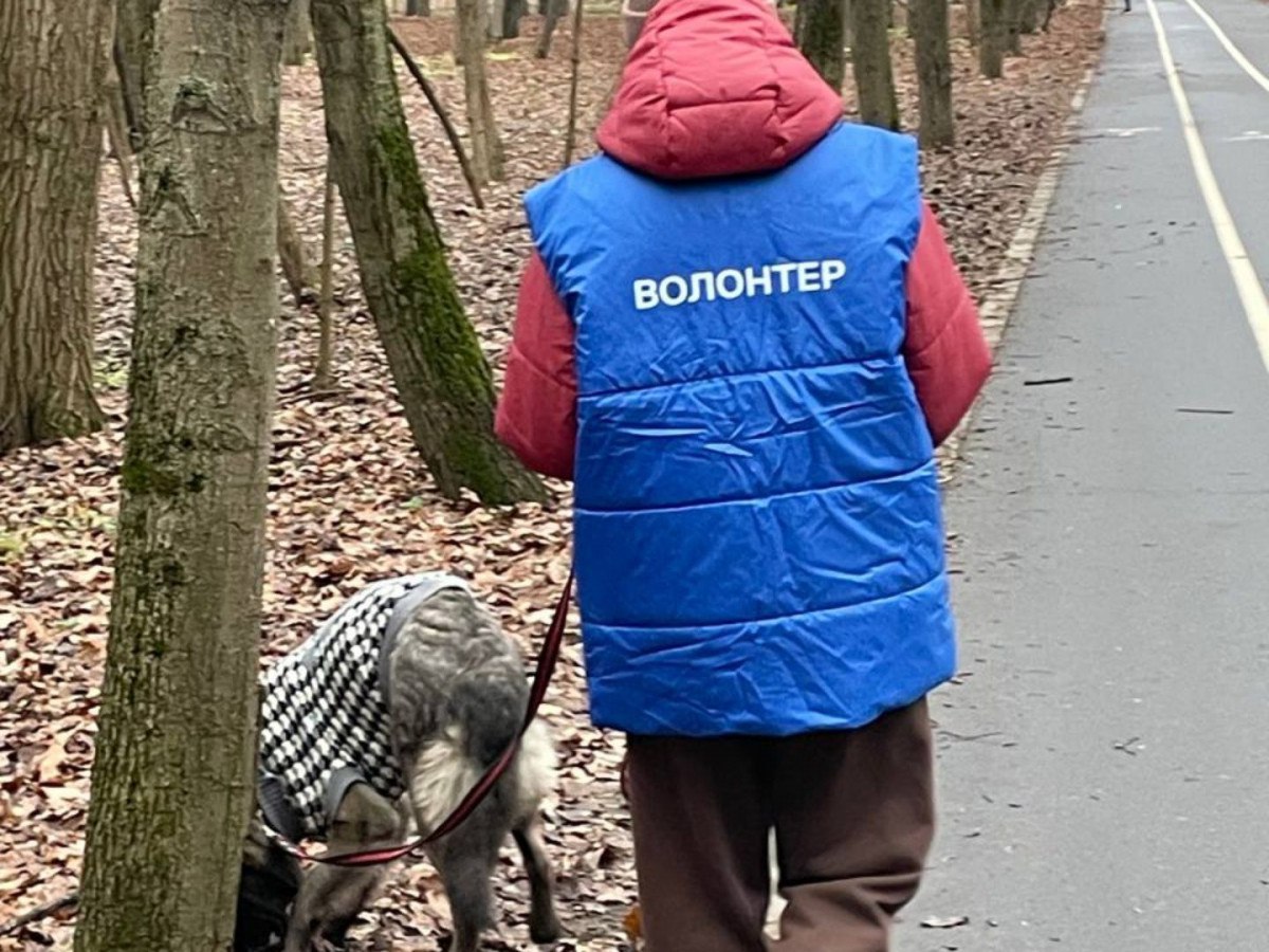 Цифра дня - 80 Волонтеры передали 80 кг сухого корма для собак и кошек из приюта «Зоорассвет»