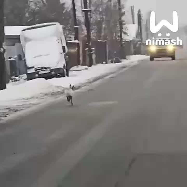 ���������� ���� ������� ����� ����� ��� �����������