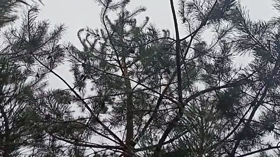 ������ ������ � ���� ������ ��������� ������� ���������� � �������� ���������, ���������� 19 ������� �� ������ �����