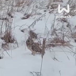 ��� ��� � ���? ��� �� ������������� �������� ����, ������� ������� �������� � ����� � ���������� �������� "������������� ��������"