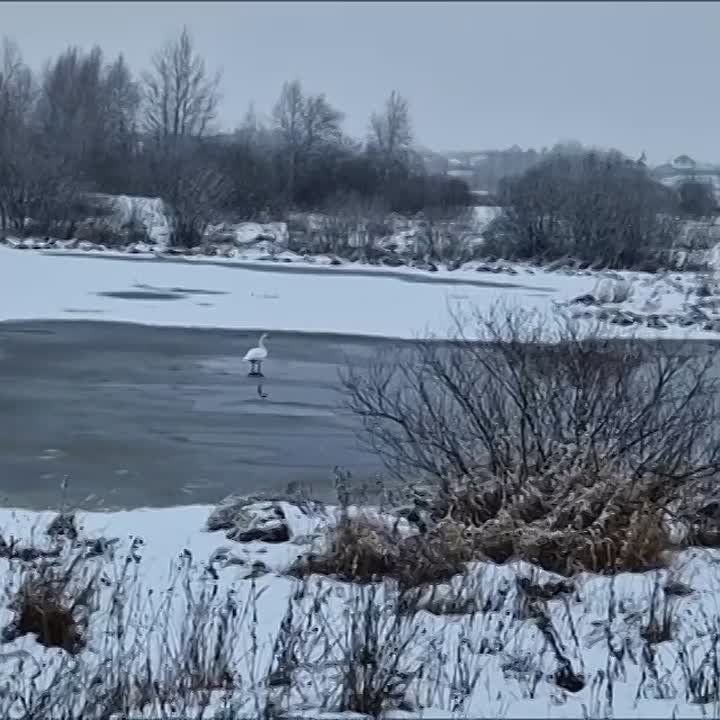 ��������, SOS!!! ������ ����� ��������� ������ �� ���� ������ ������������ ������