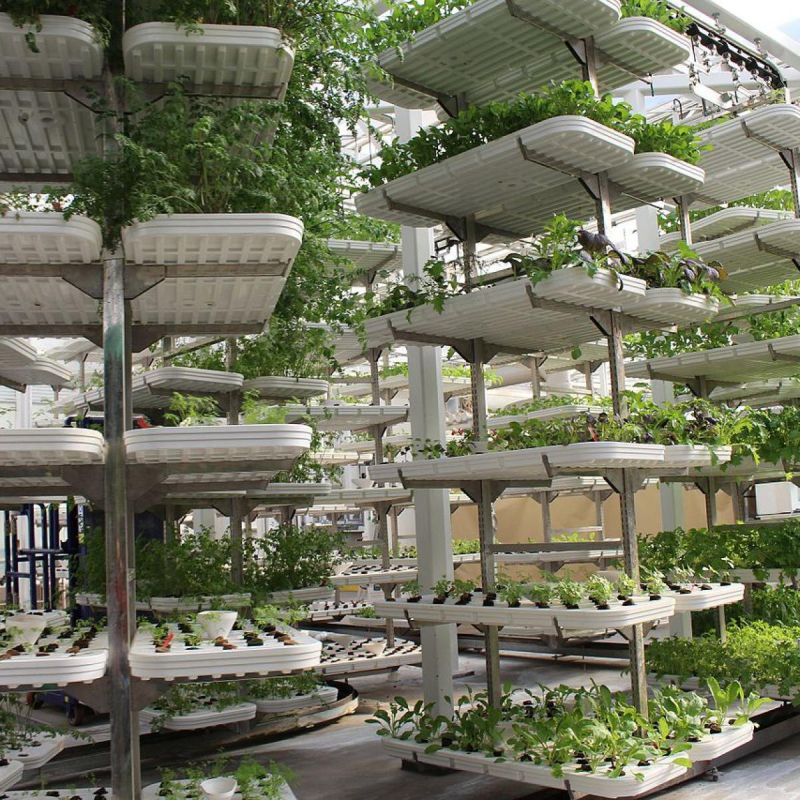 �����������: ��������� � �����������, ��������� ����