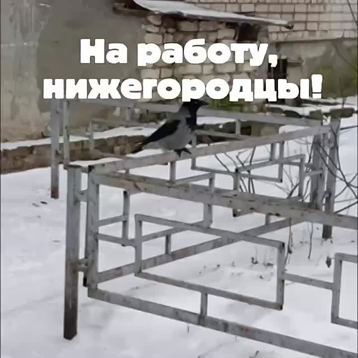 ������ ����, �����������!. ������� � ������ ����������� �������: �����