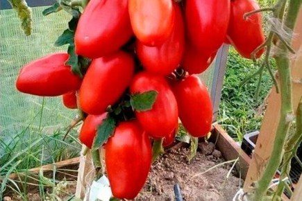 ������ ������� ���������: ������� ��������� ������