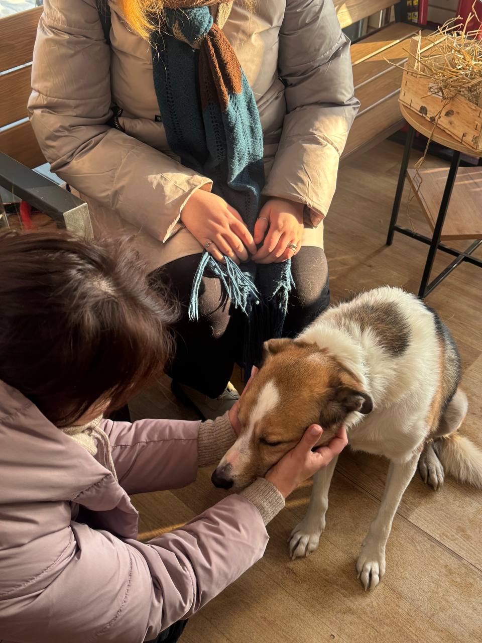 Сотни неравнодушных нижегородцев двое суток искали пса по кличке Билли Сотни неравнодушных нижегородцев двое суток искали пса по кличке Билли