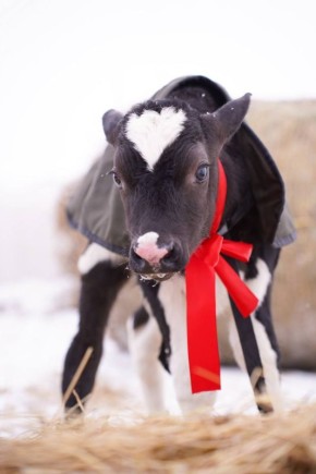 ��������, ���� ����� ������ ������������� ������������ ����� ������ � ������������� ����������� ������, ������� ������ �������� ������� �����������