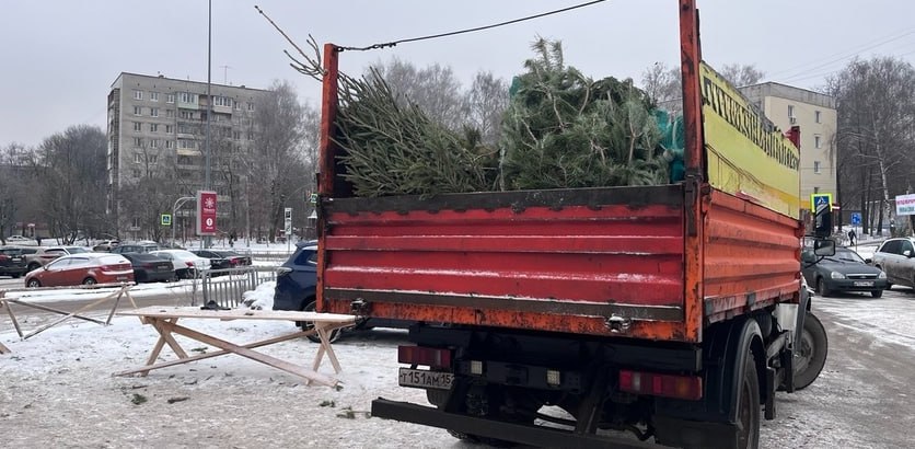 Более 250 елей изъяли в Советском районе Нижнего Новгорода Более 250 елей изъяли в Советском районе Нижнего Новгорода
