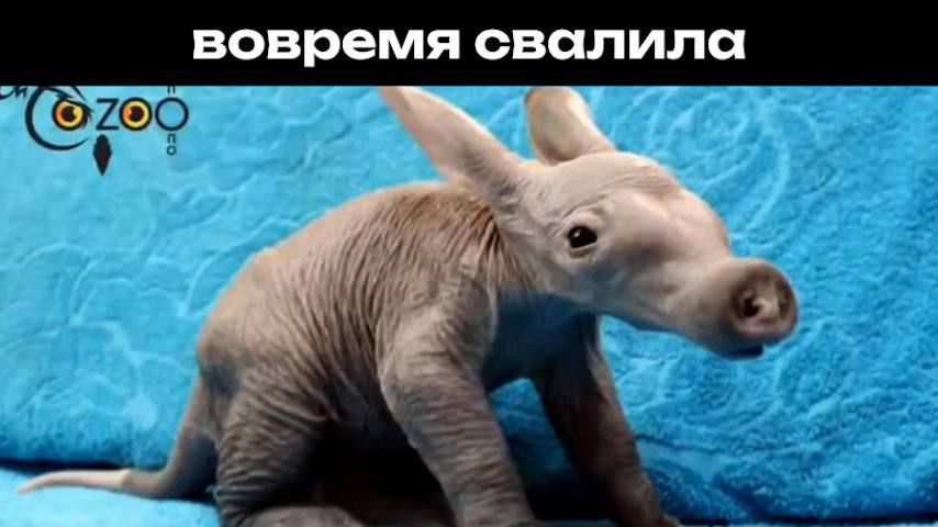 "�������" �������� ������� �� ��������� ������ ����� � ���������