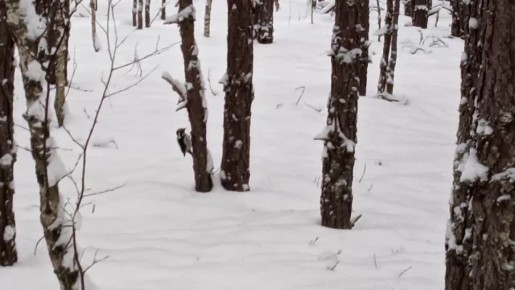 ���������� ����� ������ �� "�������" ��������� ����������� �����������