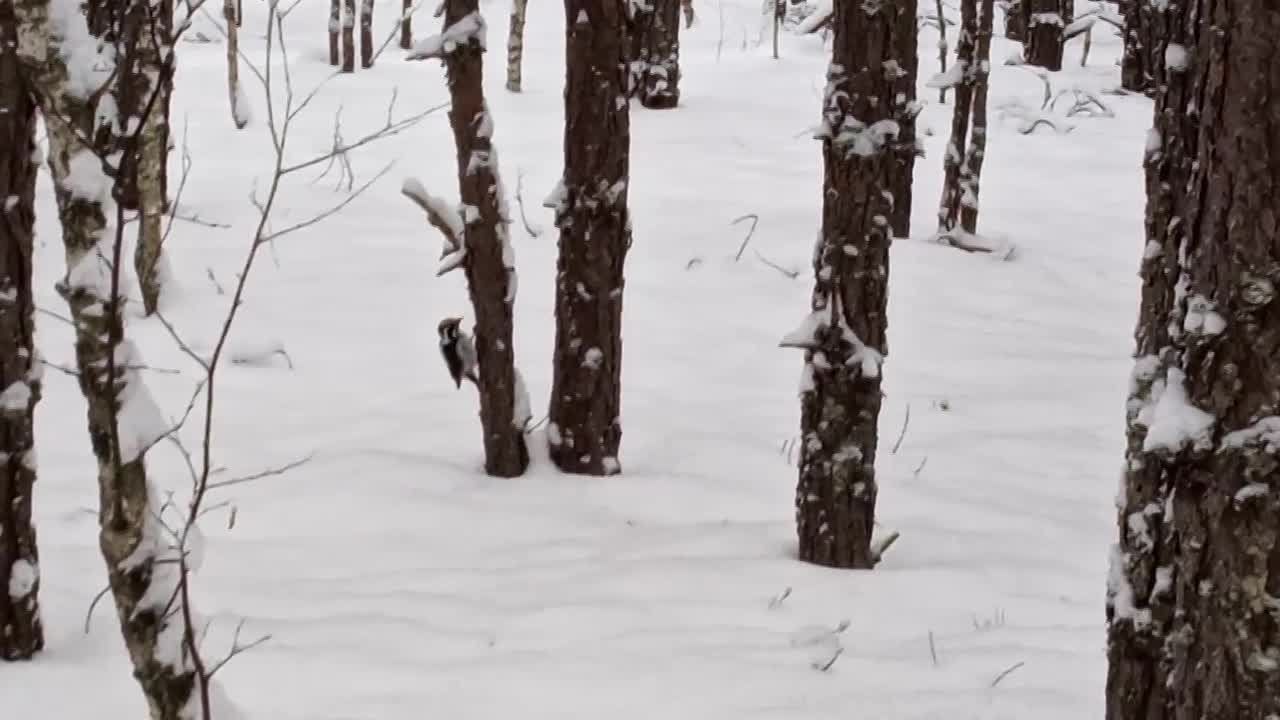 Трехпалого дятла застал за "работой" сотрудник Керженского заповедника