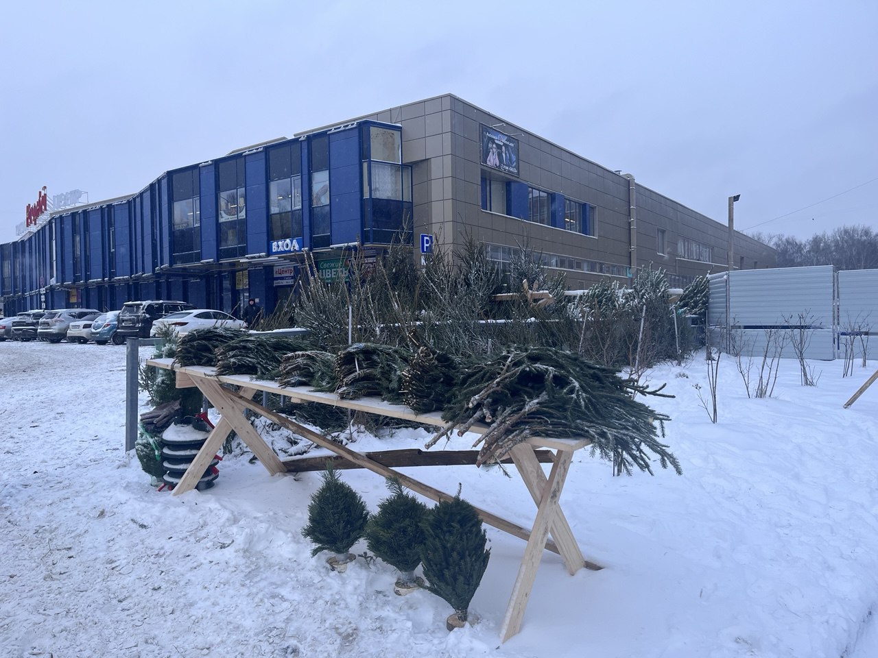 Более 250 елей изъяли в Советском районе Нижнего Новгорода