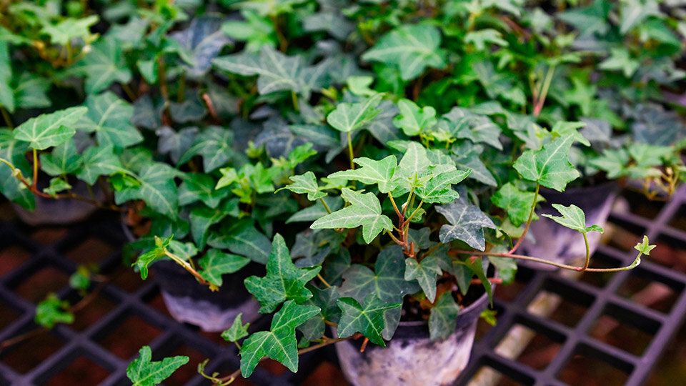 ���� ���������: ������ ��� �������� ������ ������ ����� � ����� ����