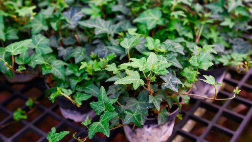 ���� ���������: ������ ��� �������� ������ ������ ����� � ����� ����