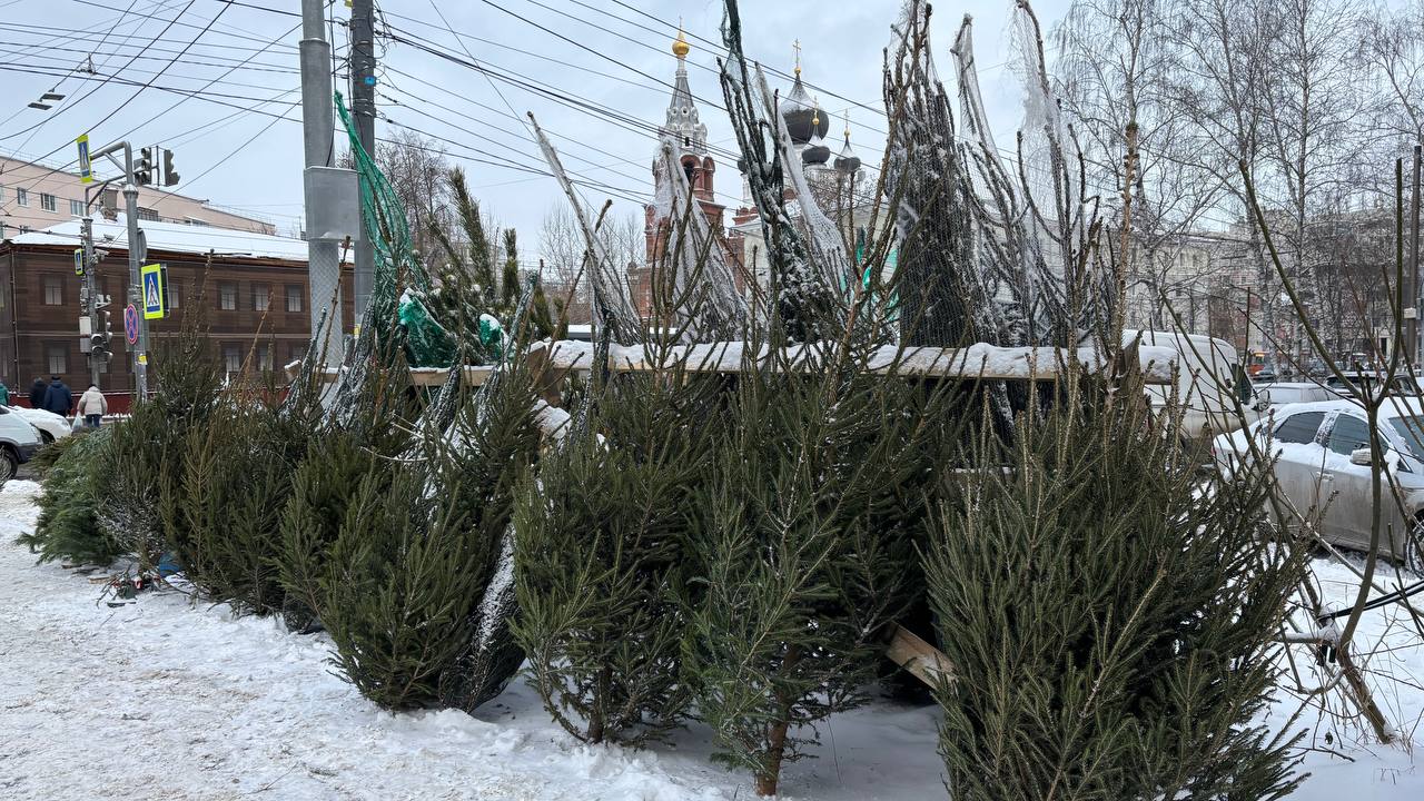 В Нижнем Новгороде подведены итоги рейдов по выявлению фактов незаконной реализации хвойных деревьев и изделий из них В Нижнем Новгороде подведены итоги рейдов по выявлению фактов незаконной реализации хвойных деревьев и изделий из них