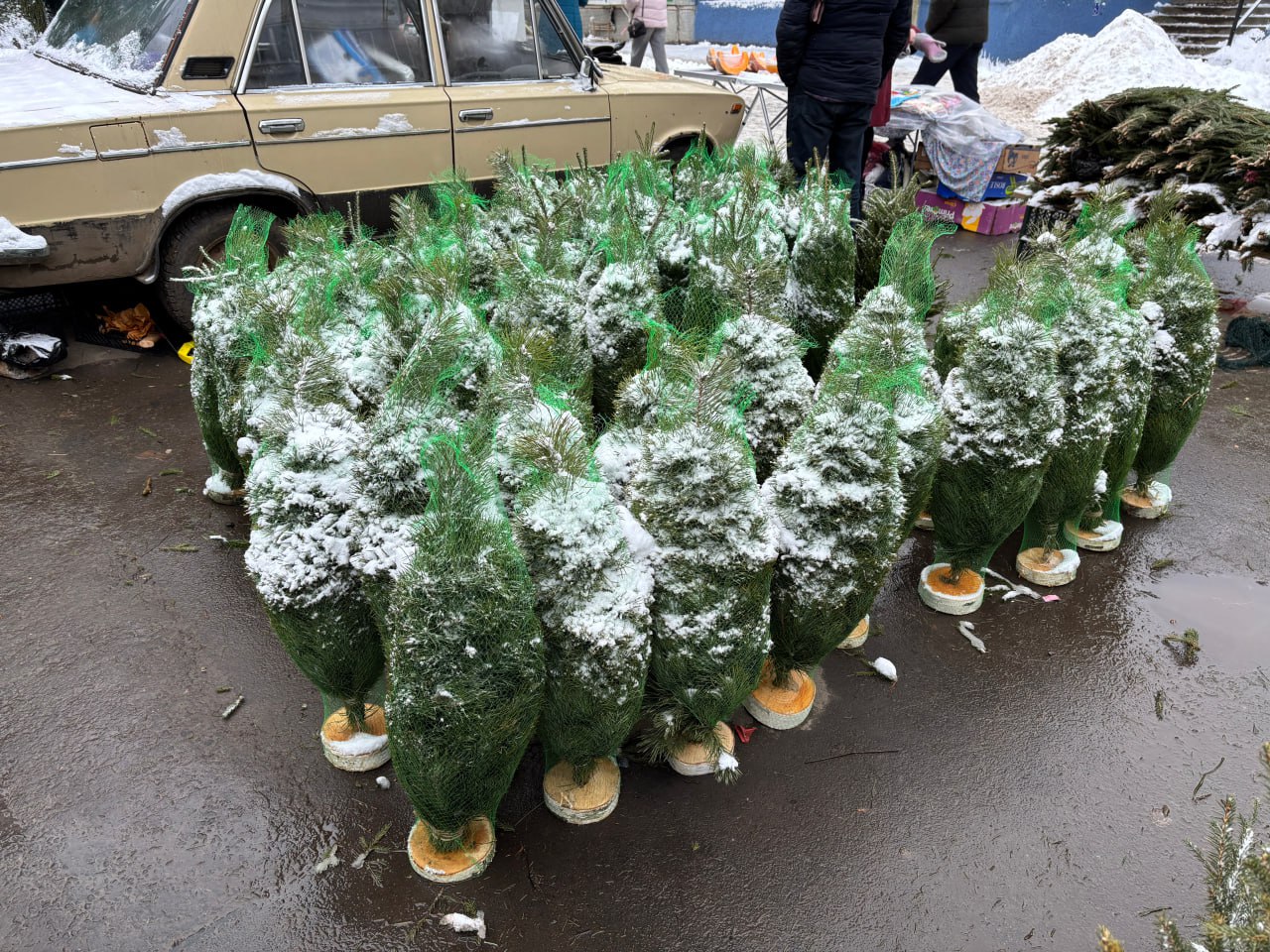 В Нижнем Новгороде подведены итоги рейдов по выявлению фактов незаконной реализации хвойных деревьев и изделий из них В Нижнем Новгороде подведены итоги рейдов по выявлению фактов незаконной реализации хвойных деревьев и изделий из них