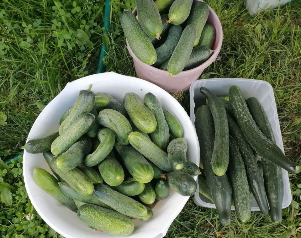 ��������� �������: 5 ��������, ������� ����� ����������� � ���� ������