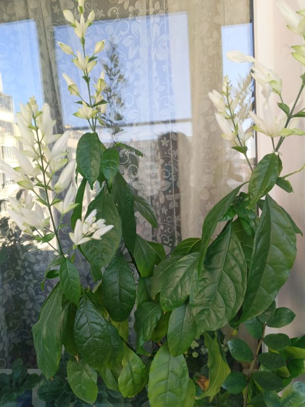 ����������� � ��������: ������ �� ����������� ��������� ��� �����������