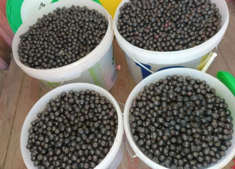 ������ ����� �� ���� �������� ������������: ����� ������� �������� �� �����