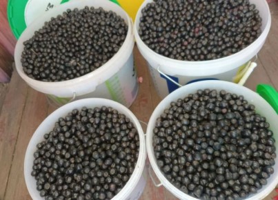 ������ ����� �� ���� �������� ������������: ����� ������� �������� �� �����