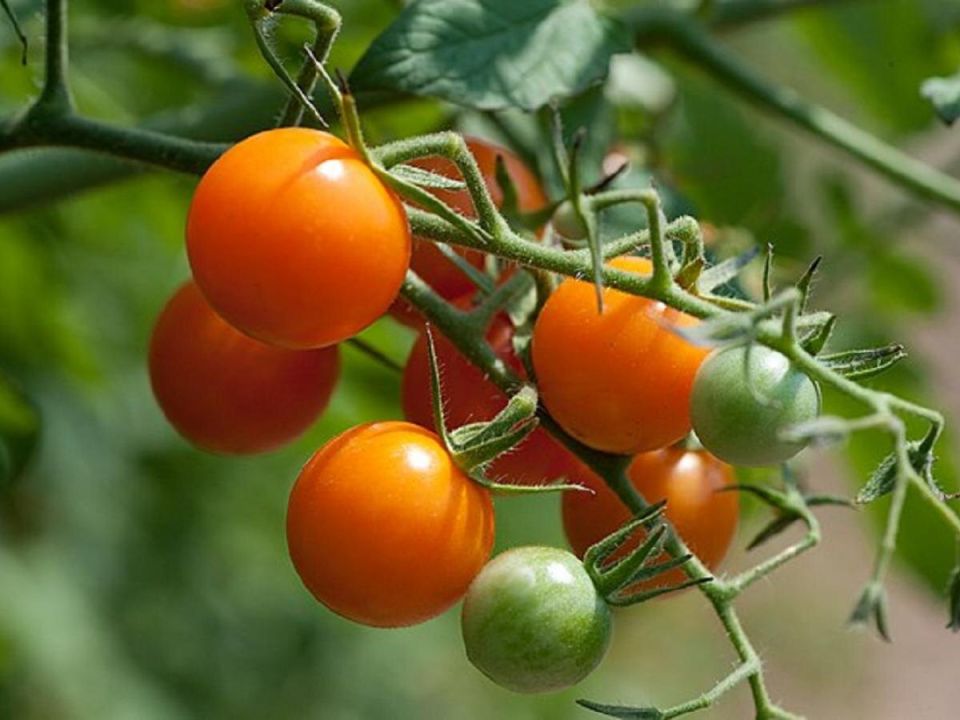 ������ ������� �������: ��� �� ��������� ������ � ��������� ������� �����