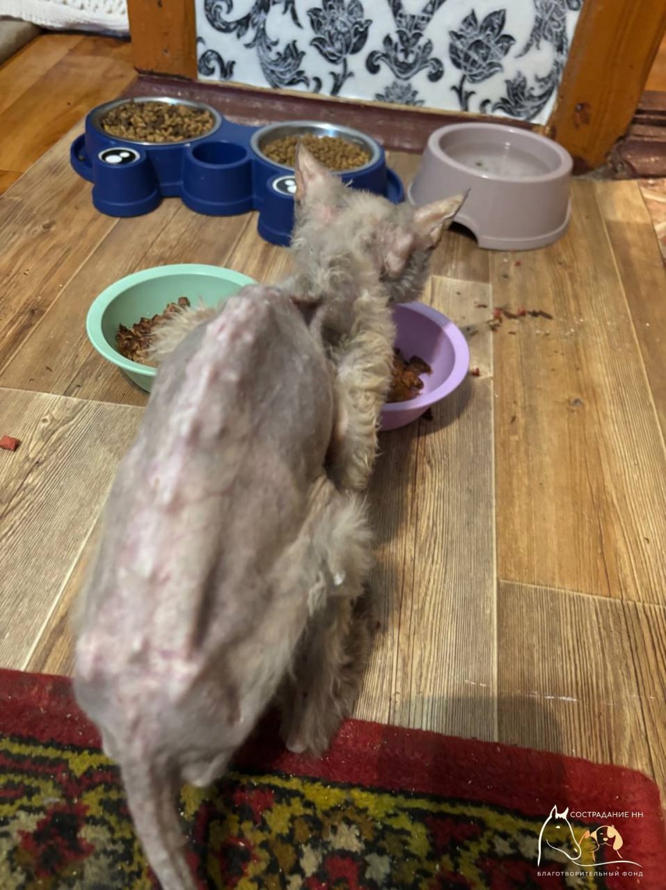 Эту кошечку-скелета хозяева хотели усыпить, но нижегородские волонтеры спасли ее Эту кошечку-скелета хозяева хотели усыпить, но нижегородские волонтеры спасли ее